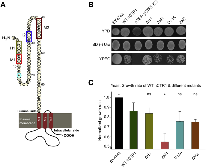 Figure 4