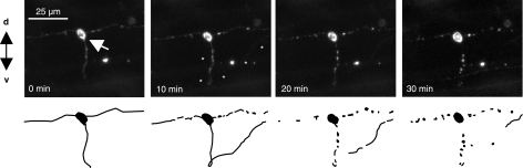 Figure 5.