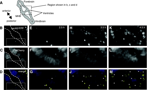 Figure 4.