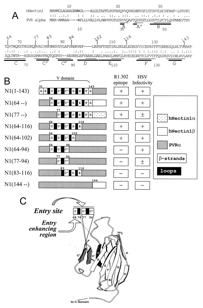 FIG. 1