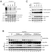 FIG. 7.