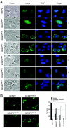 FIG. 2.