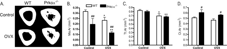 FIGURE 12.