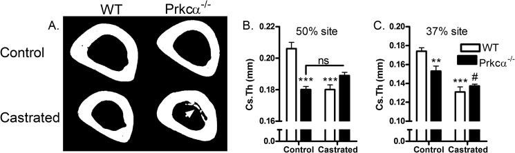 FIGURE 13.