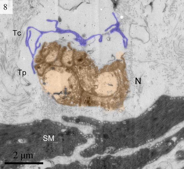 Fig. 7