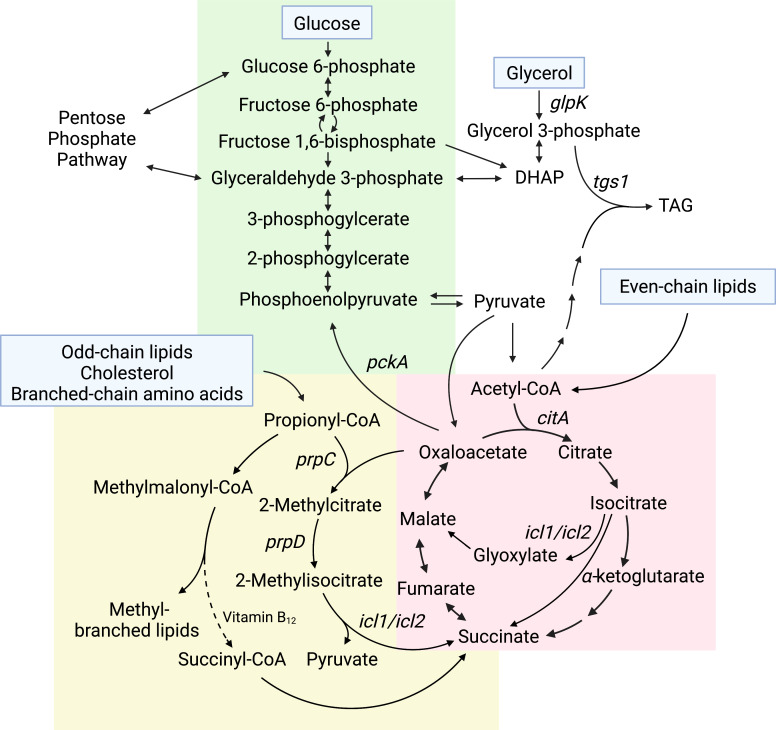 Figure 1