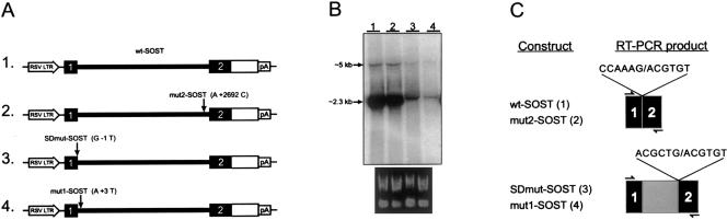 Figure  5