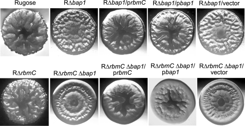 FIG. 5.