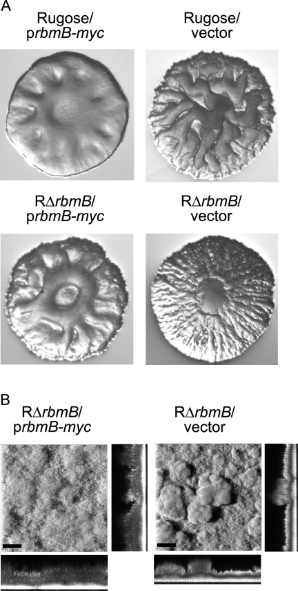 FIG. 4.