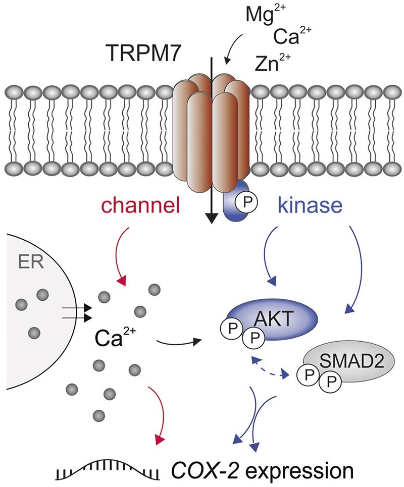 Inactivation of TRPM7 Kinase Targets AKT Signaling and Cyclooxygenase-2 ...