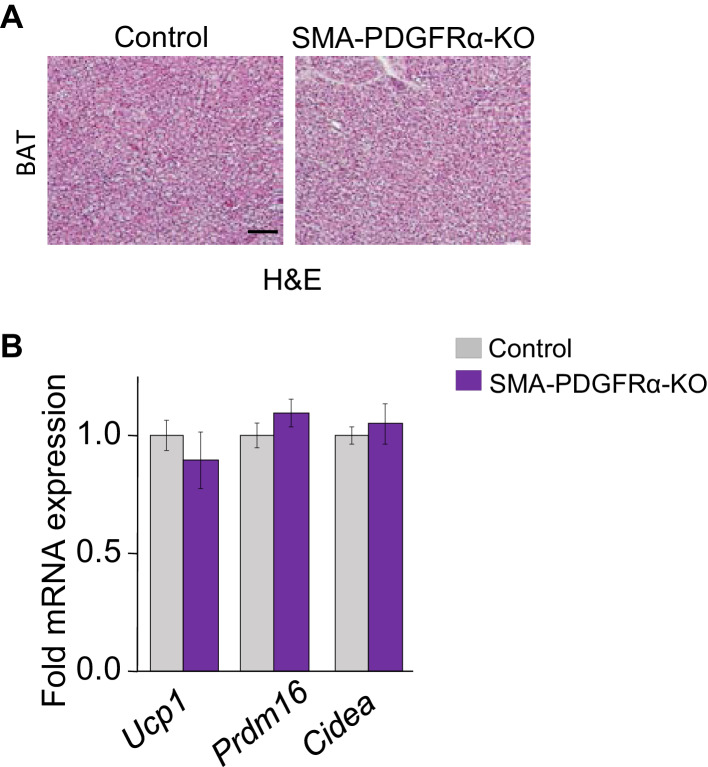 Figure 5—figure supplement 1.