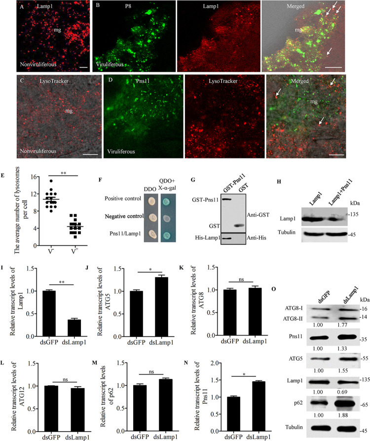 Fig 6