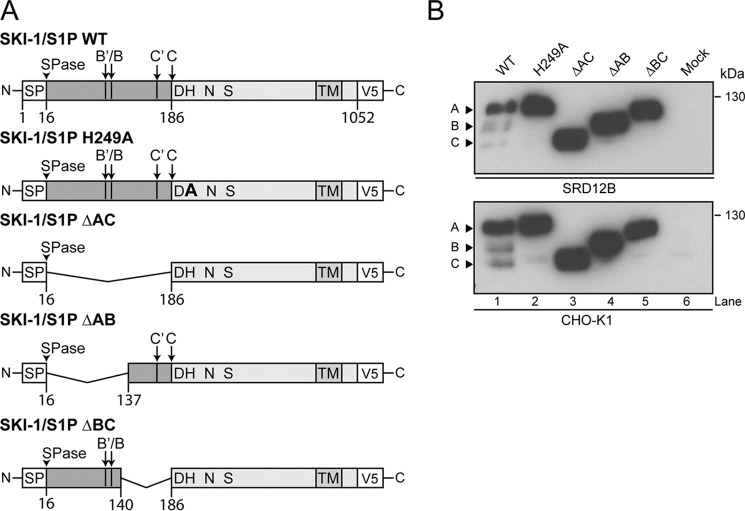 FIGURE 1.