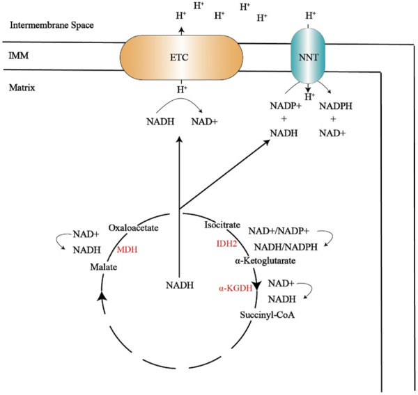 FIGURE 3