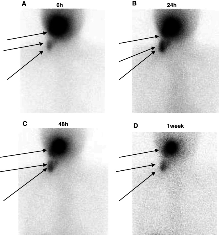 Fig. 3