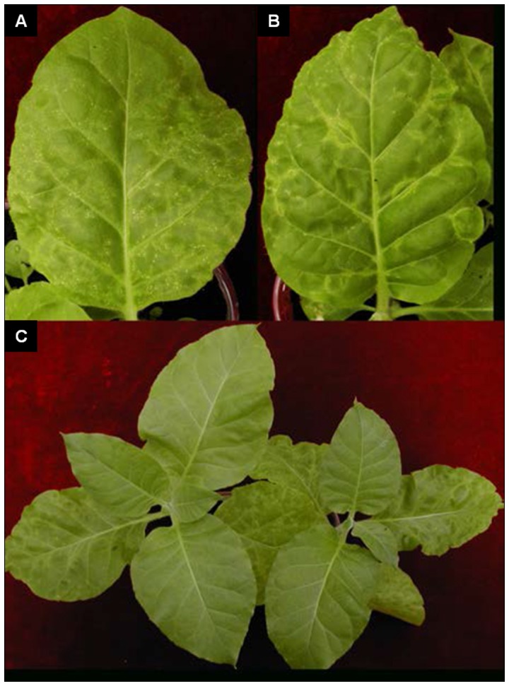 Figure 2