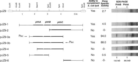 graphic file with name pnas01126-0181-a.jpg