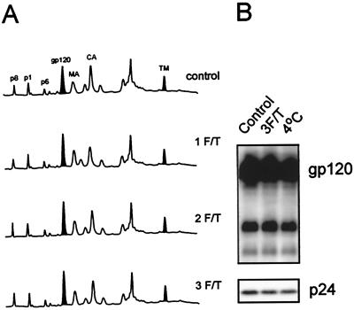 FIG. 6.