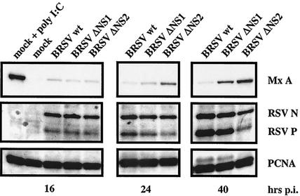 FIG. 2.