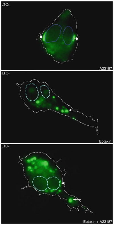 Fig. 10.4