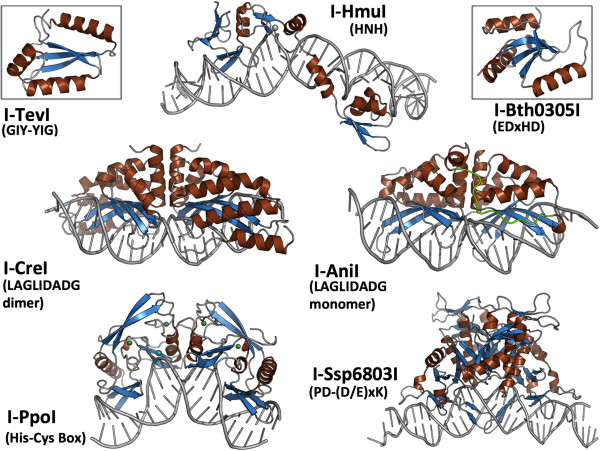 Homing endonucleases from mobile group I introns: discovery to genome ...