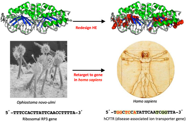 Homing endonucleases from mobile group I introns: discovery to genome ...