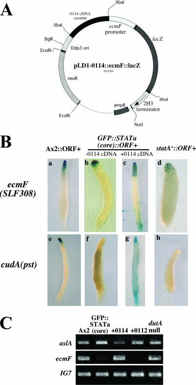 FIG. 6.