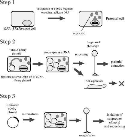 FIG. 2.