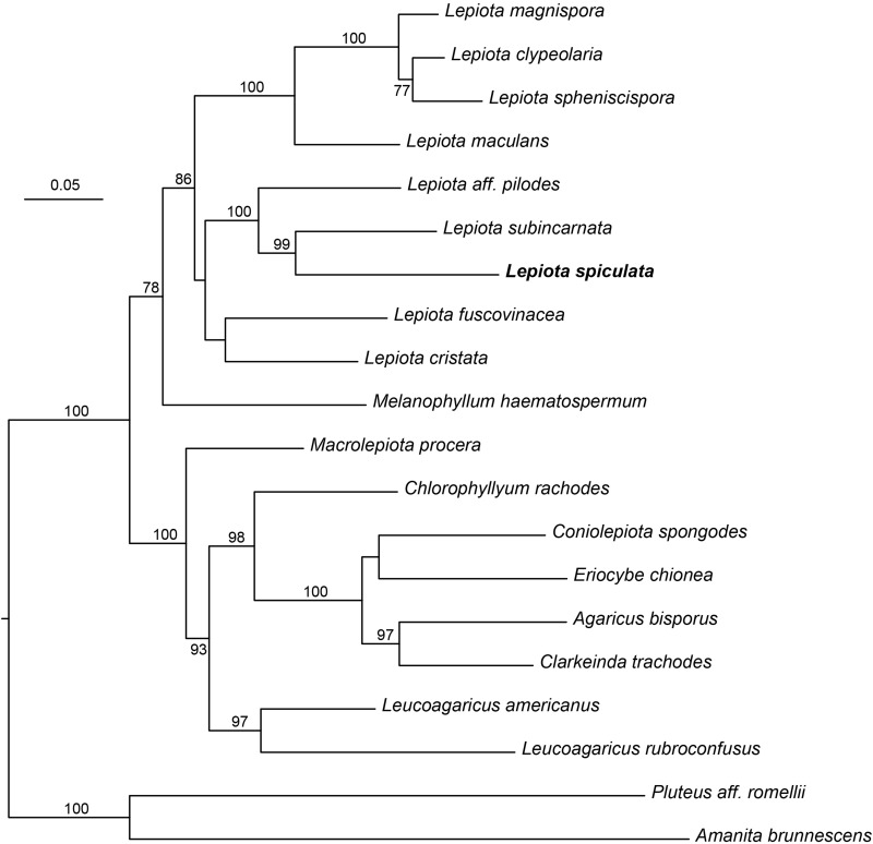 FIGURE 4