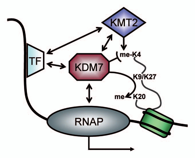 Figure 2