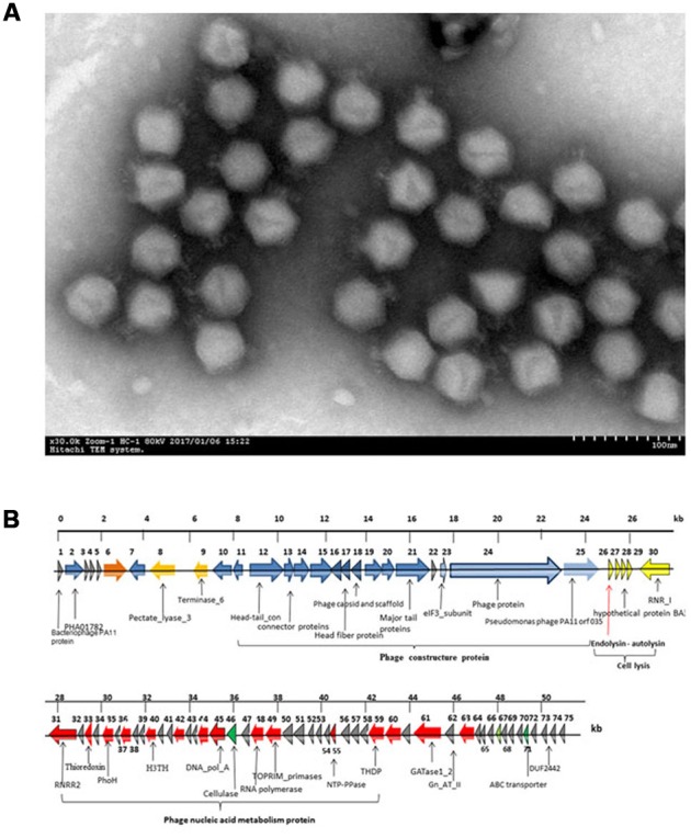 FIGURE 1