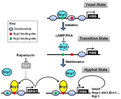 Figure 7