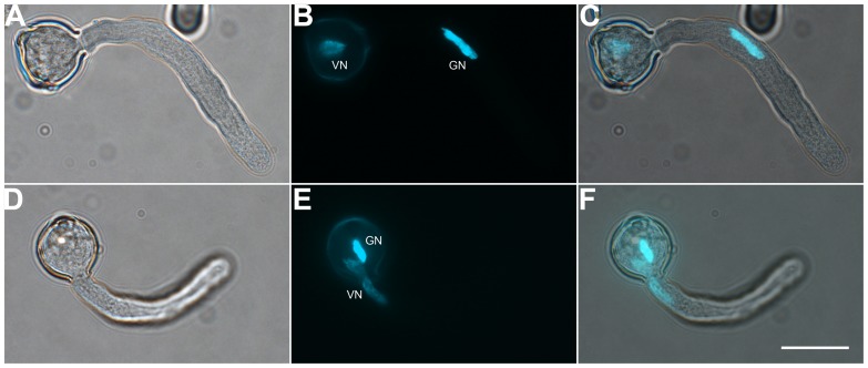 FIGURE 2