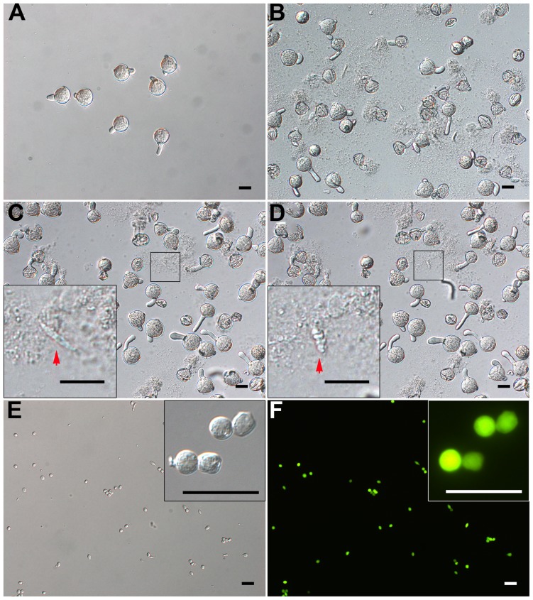 FIGURE 3