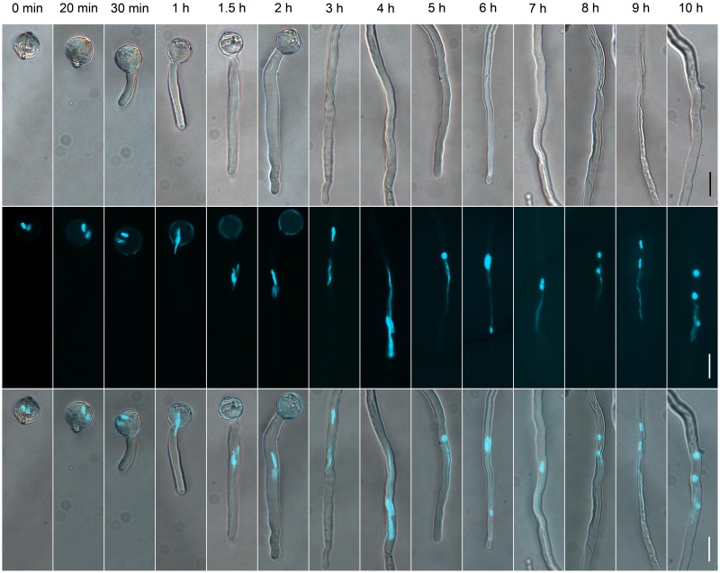 FIGURE 1