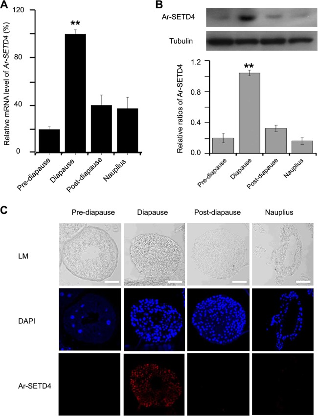 FIG 3