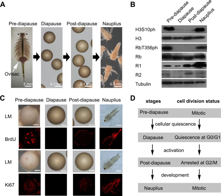 FIG 1