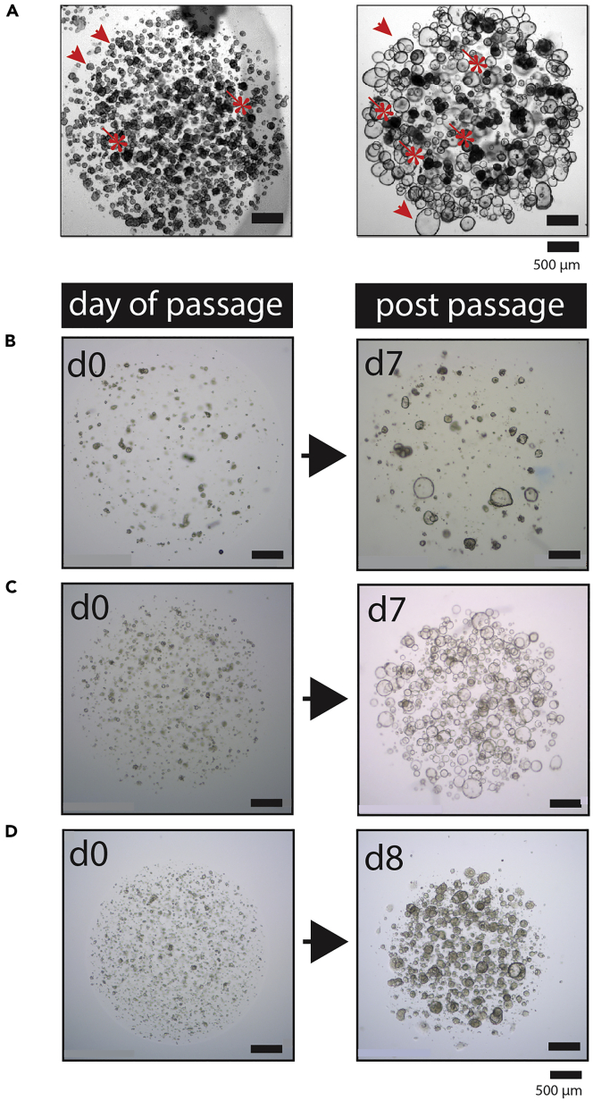 Figure 4