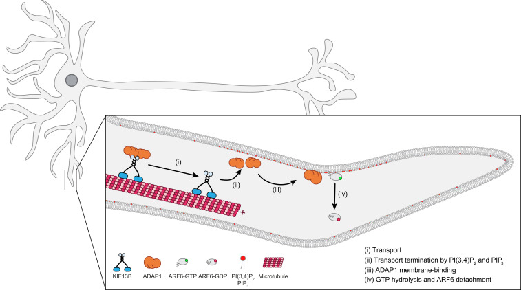 Fig. 6.