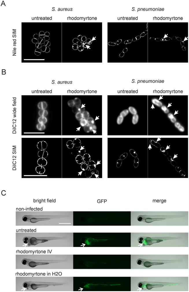 Fig 10