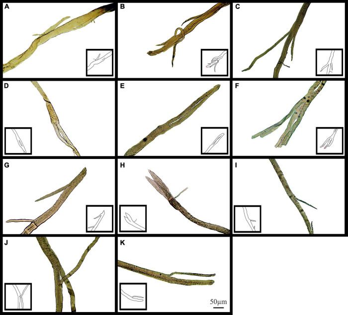 FIGURE 10