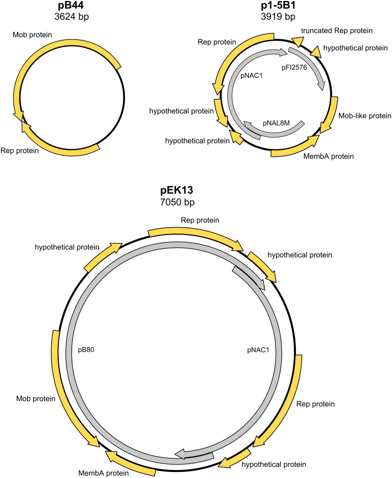 Fig 10