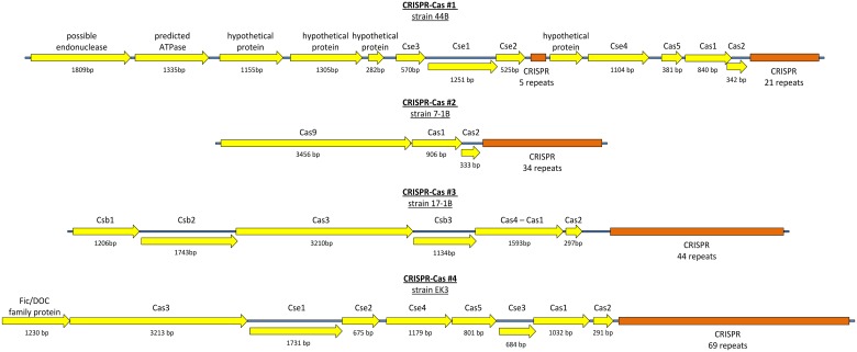 Fig 11