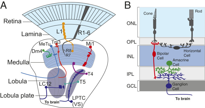 Fig. 1.