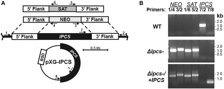 Figure 1