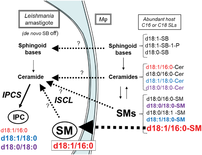 Figure 10