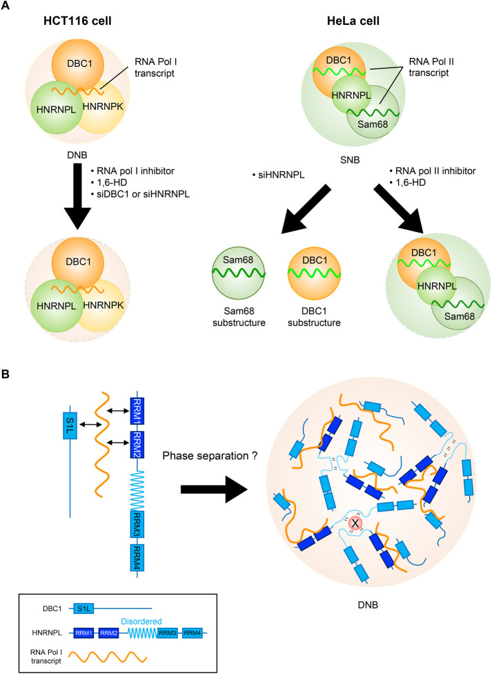 FIGURE 6: