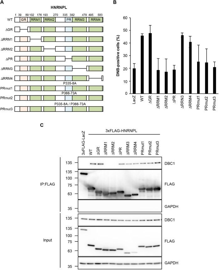 FIGURE 4: