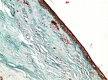 Figure 8