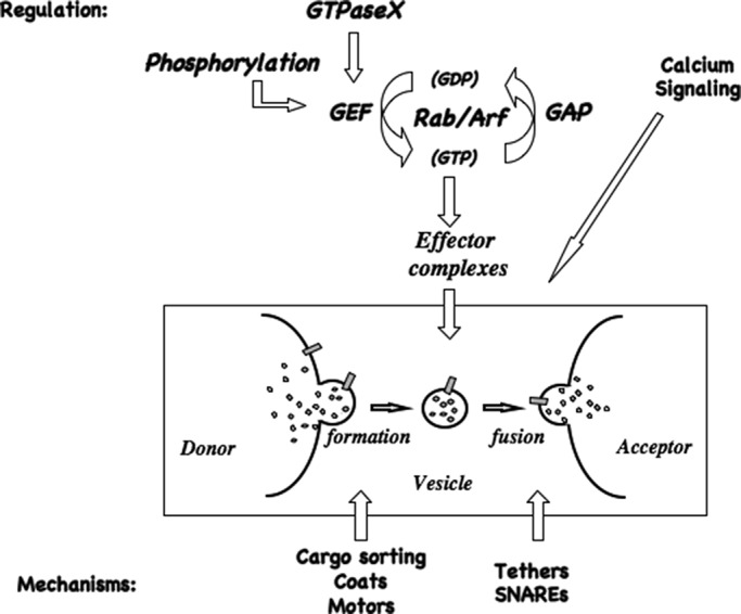 Regulation of vesicle trafficking: GTPases and friends - PMC